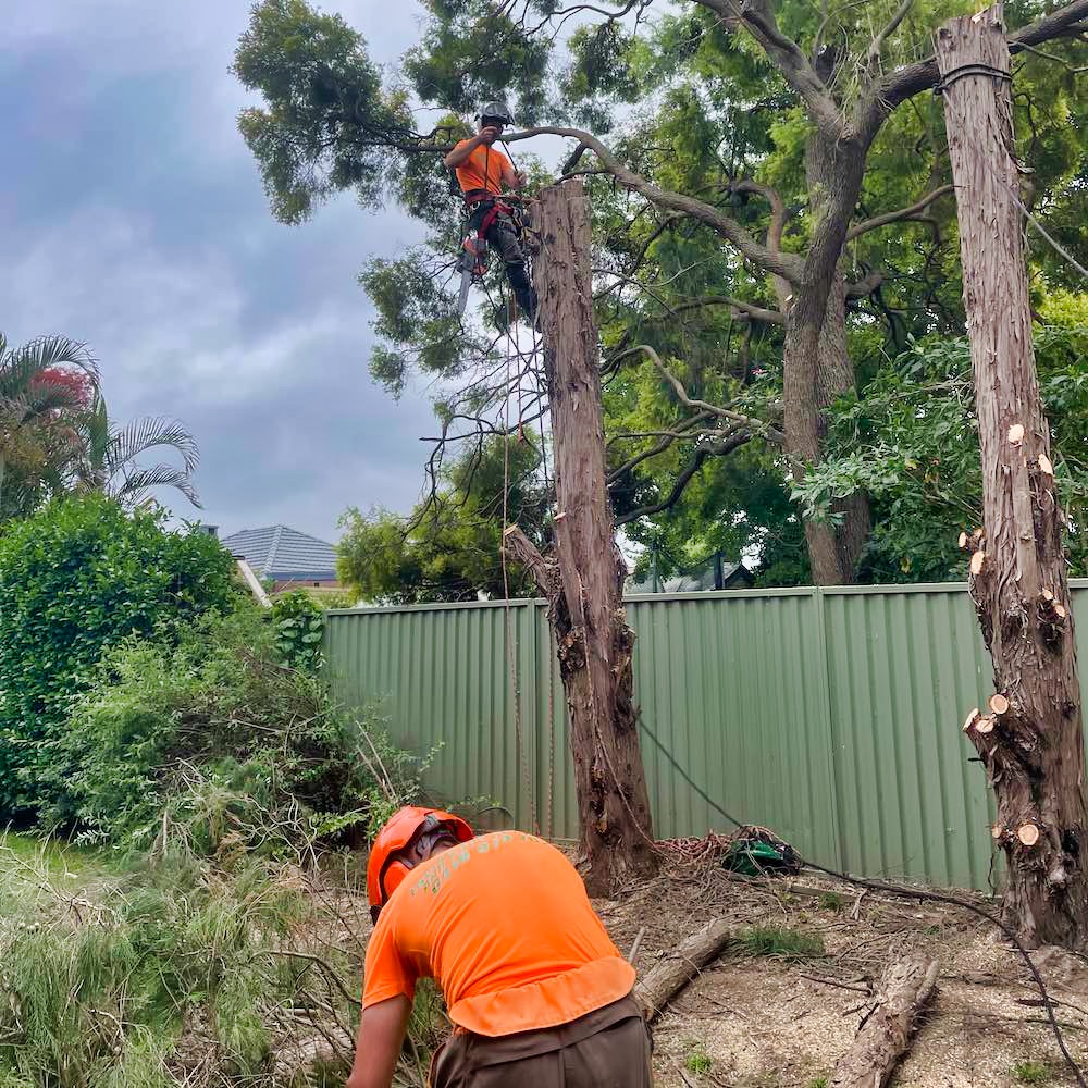 Basin View Tree Removal Service