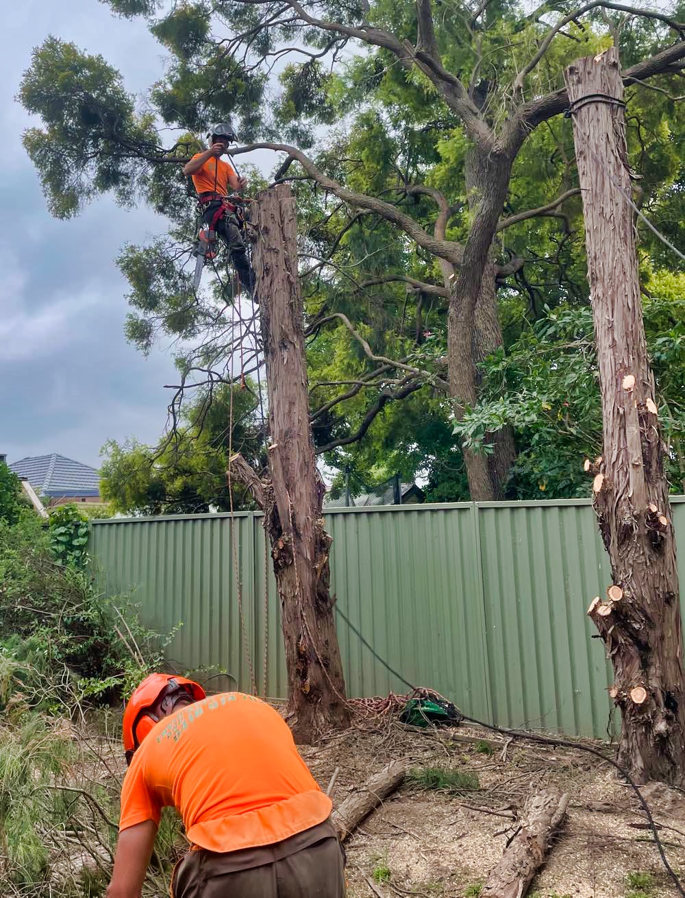 Bream Beach Tree Pruning Service