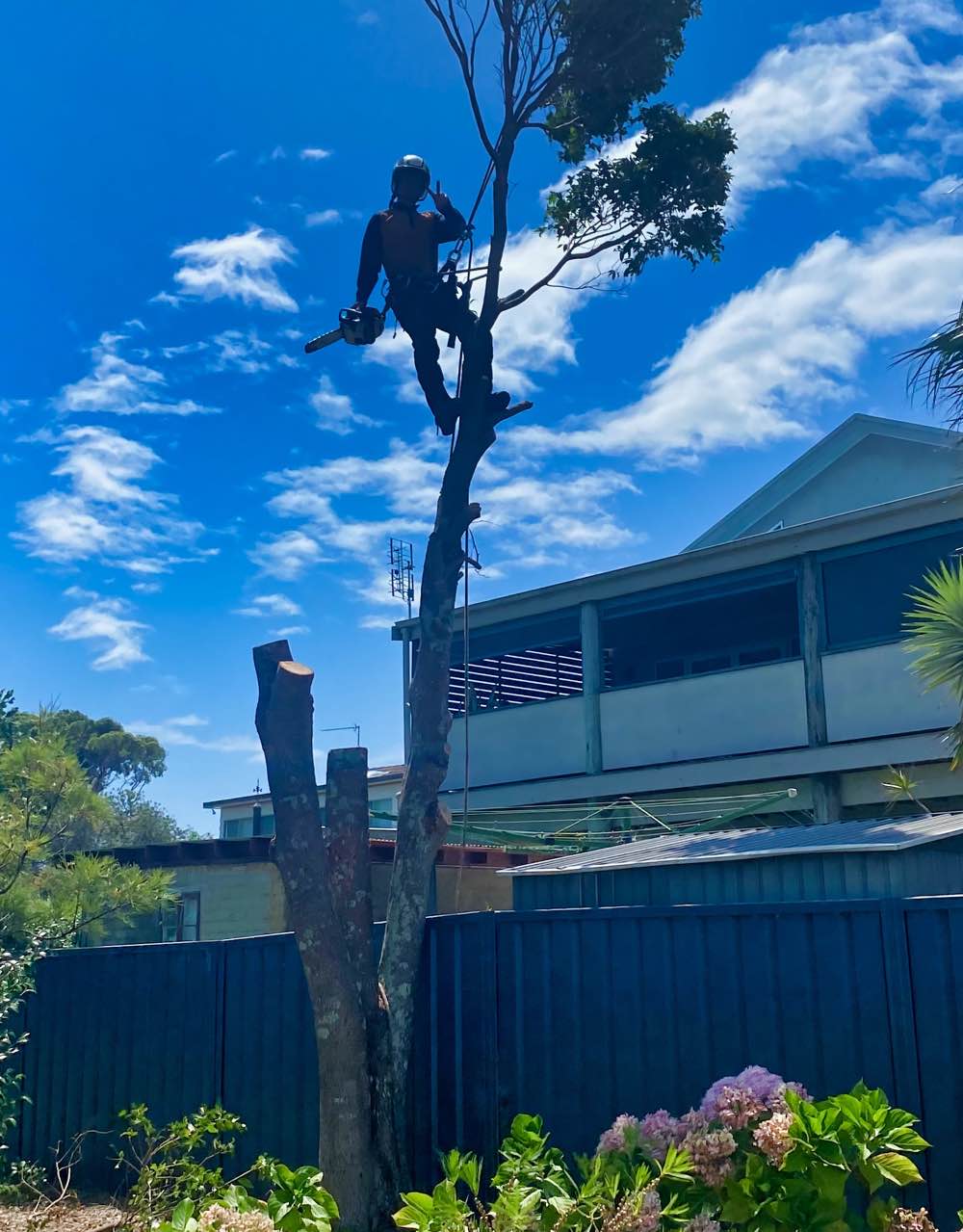 St Georges Basin Tree Removal Service