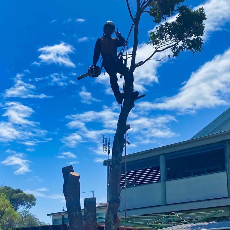 Tomerong Tree Removal Service