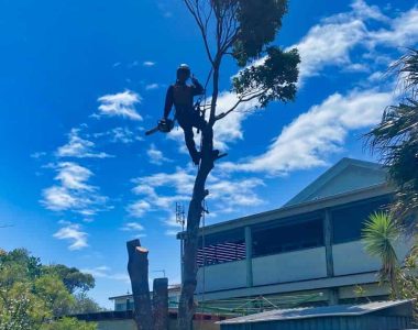 tree-pruning-compressed