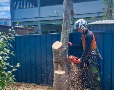 tree-removal-compressed